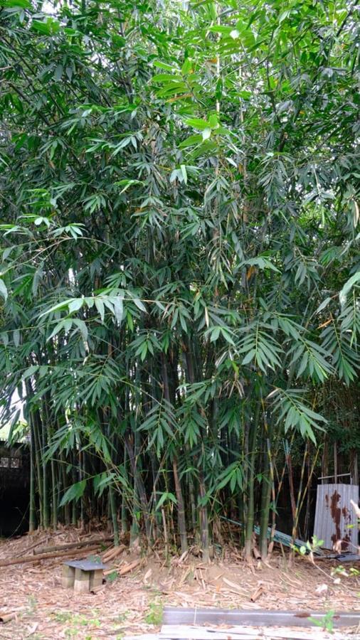 Vuon Nha Ngoai Garden Homestay Ho Chi Minh City Exterior photo